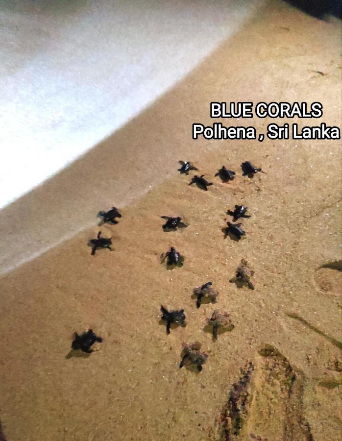 Blue Corals Beach Bungalow Matara Eksteriør bilde