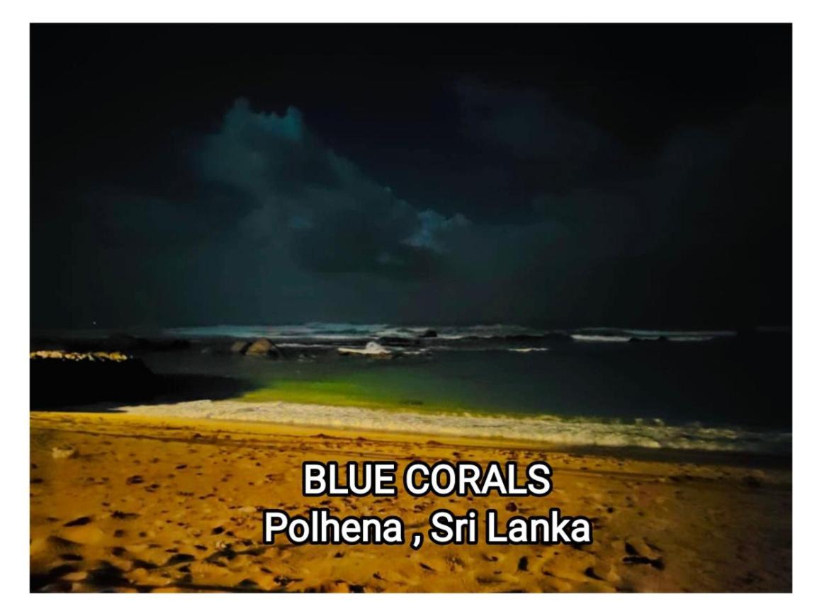 Blue Corals Beach Bungalow Matara Eksteriør bilde