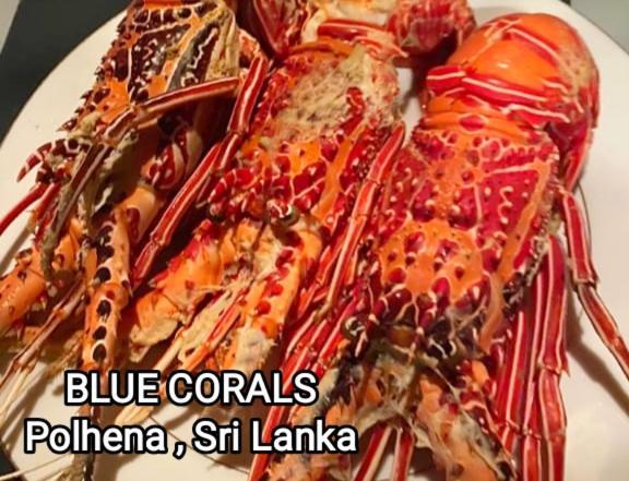 Blue Corals Beach Bungalow Matara Eksteriør bilde